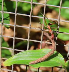 Leptomyrmex cnemidatus