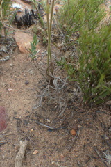 Pelargonium pilosellifolium