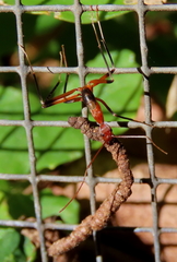 Leptomyrmex cnemidatus