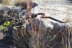 Masticophis taeniatus girardi