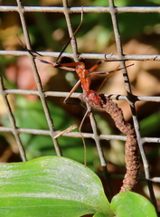 Leptomyrmex cnemidatus