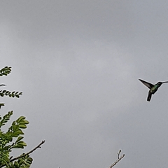 Anthracothorax nigricollis