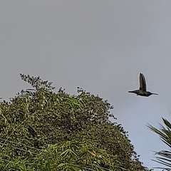 Anthracothorax nigricollis