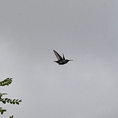 Anthracothorax nigricollis