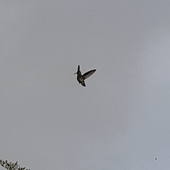 Anthracothorax nigricollis