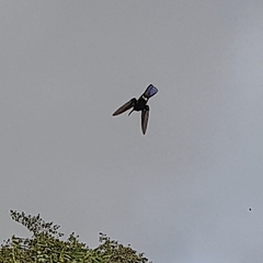 Anthracothorax nigricollis