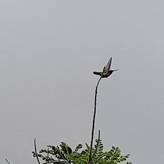 Anthracothorax nigricollis