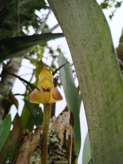 Maxillaria porrecta