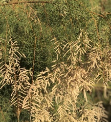 Tamarix nilotica
