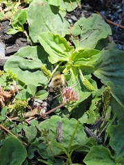 Bombus melanopygus