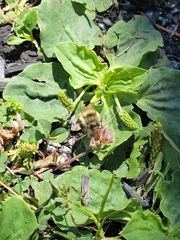 Bombus melanopygus