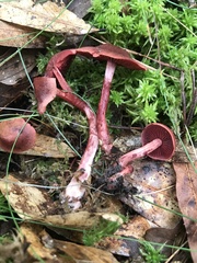 Cortinarius marylandensis