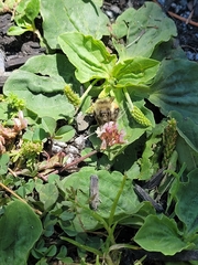 Bombus melanopygus