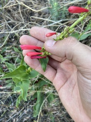 Penstemon eatonii