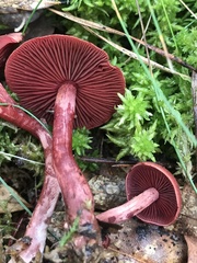 Cortinarius marylandensis