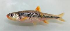 Notropis chiliticus