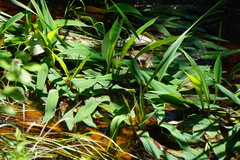 Orontium aquaticum