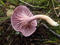 Hygrocybe cheelii