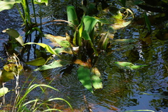 Orontium aquaticum