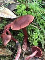 Cortinarius marylandensis