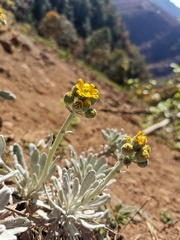 Packera candidissima