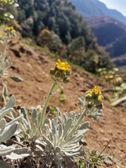 Packera candidissima