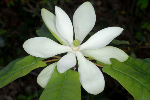 Fotos de Magnolia de Jalisco (Magnolia pugana) · NaturaLista Mexico