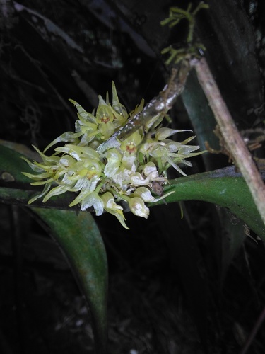 Pleurothallis chloroleuca, photograph 2