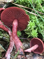 Cortinarius marylandensis