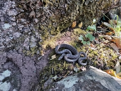 Thamnophis unilabialis
