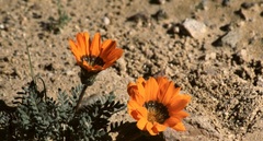 Gazania leiopoda