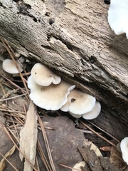 Hohenbuehelia angustata