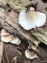 Hohenbuehelia angustata