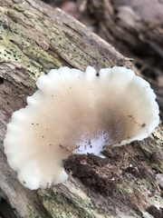 Hohenbuehelia angustata