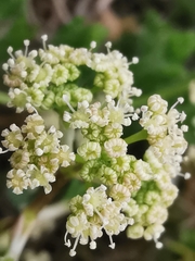 Trinia glauca