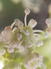 Trinia glauca
