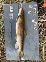 Pantosteus discobolus