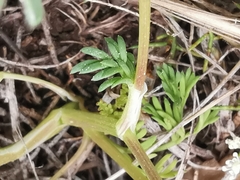 Trinia glauca