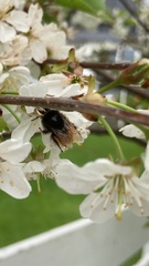 Bombus alpinus
