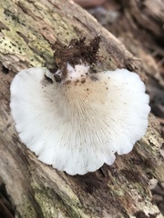 Hohenbuehelia angustata