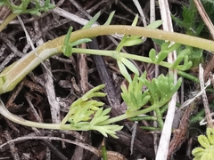 Trinia glauca