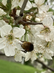 Bombus alpinus