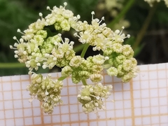 Trinia glauca