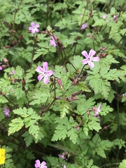 Geranium robertianum