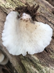 Hohenbuehelia angustata