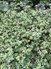 Geranium robertianum