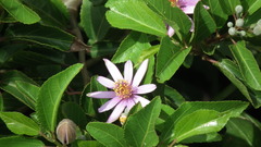Grewia occidentalis occidentalis