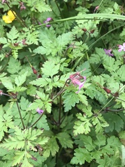 Geranium robertianum