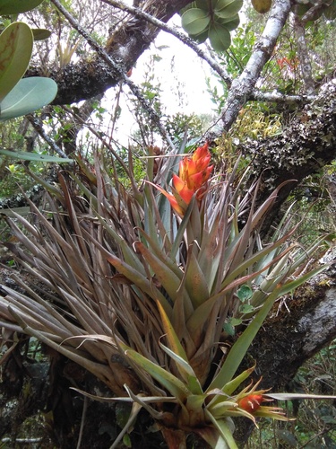 Tillandsia turneri, photograph 2