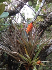 GERMAN LEONEL SARMIENTO CRUZ, CC BY, iNaturalist via GBIF Tillandsia turneri, photograph GERMAN LEONEL SARMIENTO CRUZ, CC BY, iNaturalist via GBIF